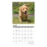 Willow Creek Press Yellow Lab Puppies 2025 Wall Calendar - Thumbnail 3 of 5