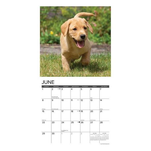 Willow Creek Press Yellow Lab Puppies 2025 Wall Calendar - Primary Image