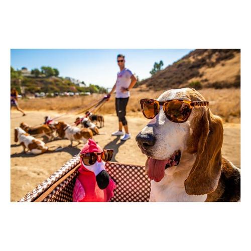 Goodr Bosley's Basset Hound Dreams Polarized Sunglasses - Primary Image
