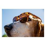 Goodr Bosley's Basset Hound Dreams Polarized Sunglasses - Thumbnail 3 of 3