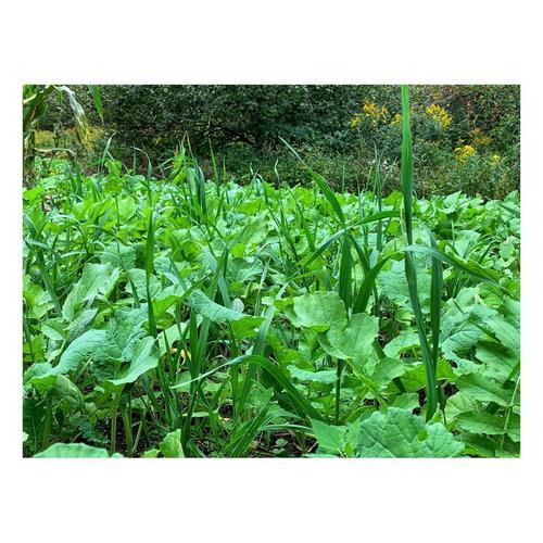 Domain Outdoor Green Machine Seed - Primary Image