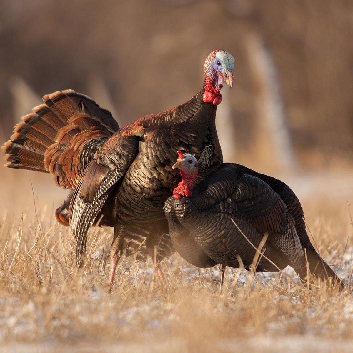 Dave Smith Decoys Jake Turkey Decoy - Thumbnail 2