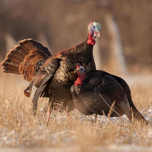 Dave Smith Decoys Jake Turkey Decoy - Primary Image