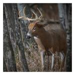 Dave Smith Decoys Posturing Buck Decoy - Thumbnail 2 of 3