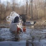 Higdon Mallard Drake Pulsator PRO Guide Pack - Thumbnail 4 of 6