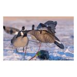 Higdon Clone Canada Goose Decoy - Thumbnail 6 of 6