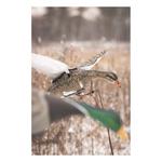 Higdon Clone Mallard Hen Decoy - Thumbnail 5 of 5
