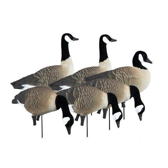 Higdon Apex Full Body Canada Goose Decoys Variety Pack A 6 Pack