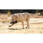 Premium Plush Fritz Walrus Dog Toy - Thumbnail 5 of 5