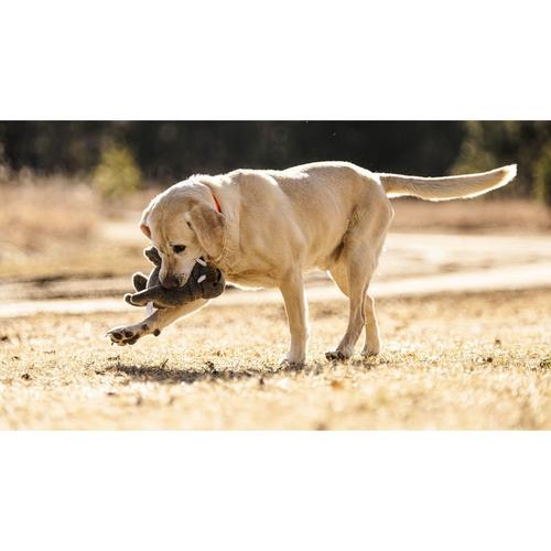 Premium Plush Fritz Walrus Dog Toy - Primary Image