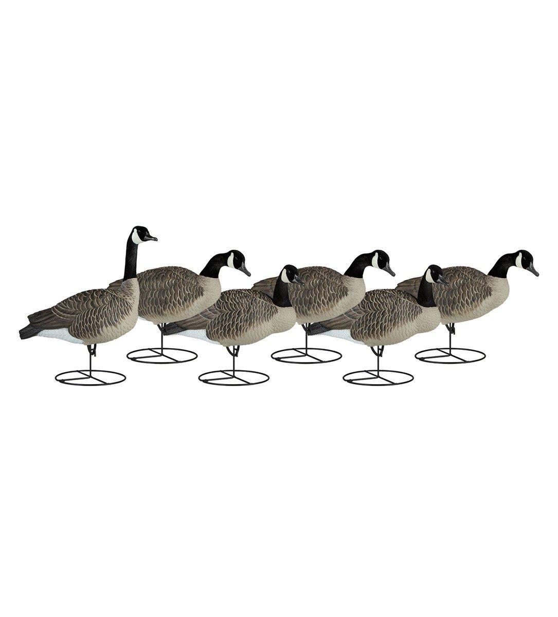 Dakota Decoy Full-Body Flocked Canada Goose Decoys 6-Pack - Dakota Decoy