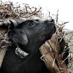 SportDOG WetlandHunter 425X Dog Training Bundle - Thumbnail 6 of 7