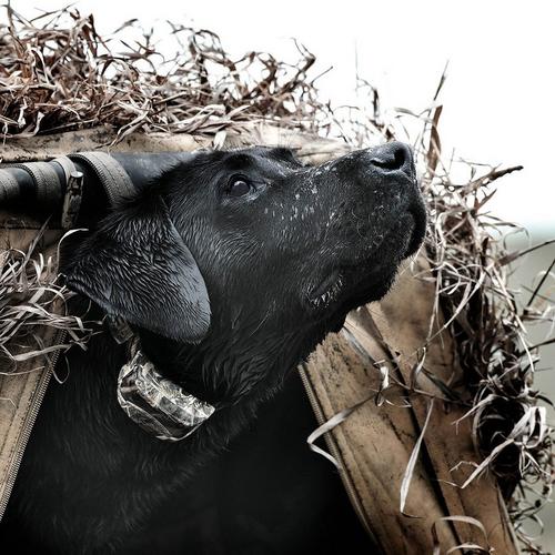 SportDOG WetlandHunter 425X Dog Training Bundle - Primary Image