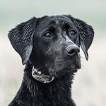 SportDOG WetlandHunter 425X Dog Training Bundle - Thumbnail 7 of 7