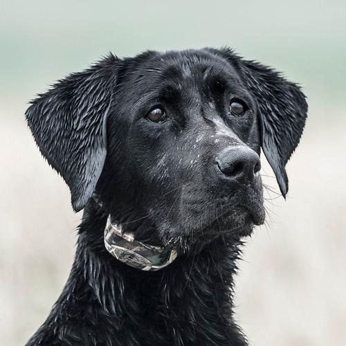 SportDOG WetlandHunter 425X Dog Training Bundle - Primary Image