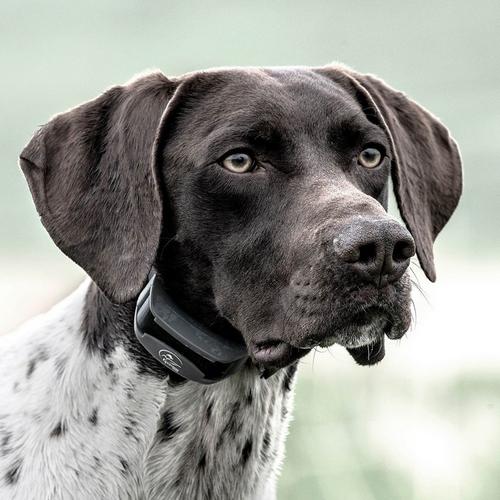 SportDOG SportHunter 825X Dog Training Bundle - Primary Image