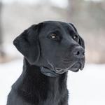 SportDOG NoBark SBC-10 Bark Collar - Thumbnail 7 of 7