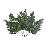 Vickerman Company 6-10" Green Fern Davalia - Thumbnail 1 of 4