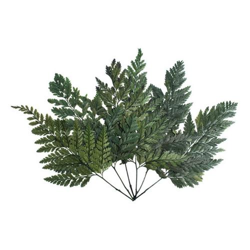 Vickerman Company 6-10" Green Fern Davalia - Primary Image