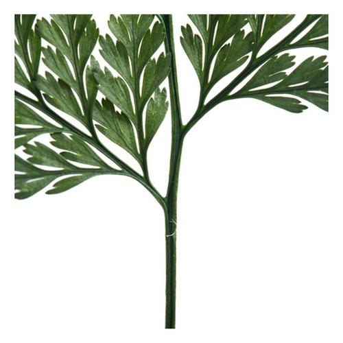 Vickerman Company 6-10" Green Fern Davalia - Primary Image