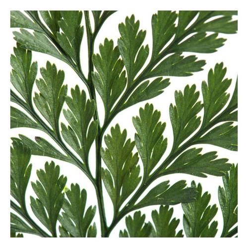 Vickerman Company 6-10" Green Fern Davalia - Primary Image