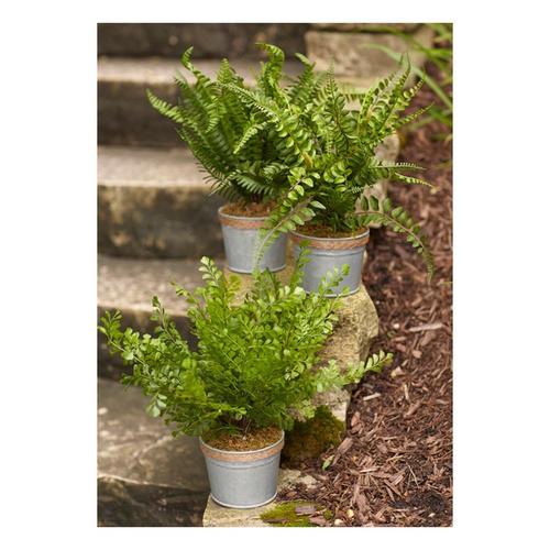 Melrose International Fern Plant in Tin Pot with Jute Accent (Set of 3) - Primary Image
