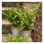 Melrose International Fern Plant in Tin Pot with Jute Accent (Set of 3) - Thumbnail 3 of 3