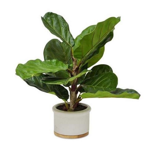 Melrose International Potted Small Fiddle Leaf Fig - Primary Image