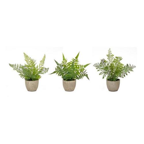 Melrose International Assorted Fern Plant in Grey Pot (Set of 3) - Primary Image