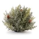 Allstate Floral 23in Glittered Curly Hanging Spray