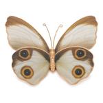 Melrose International Amber Butterfly and Moth Shelf Sitter (Set of 2) - Thumbnail 2 of 4