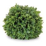 Melrose International 7.5in Boxwood Foliage Orb (Set of 2) - Thumbnail 2 of 2