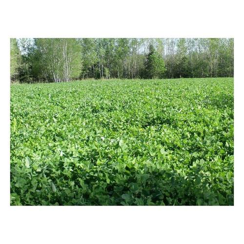 Antler King Trophy Clover Food Plot Mix - Primary Image