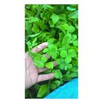 Antler King Trophy Clover Food Plot Mix - Thumbnail 3 of 3