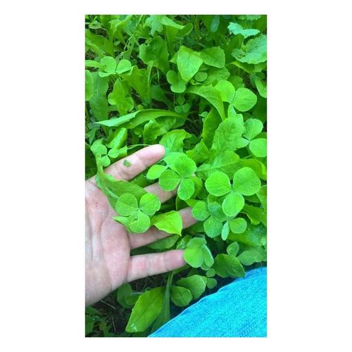 Antler King Trophy Clover Food Plot Mix - Primary Image