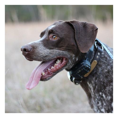 Garmin Sport Pro Dog Training Bundle - Primary Image