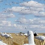 SX Full Body Snow Goose Decoy 10-Pack - Thumbnail 2 of 3