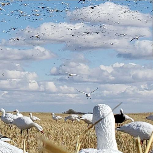 SX Full Body Snow Goose Decoy 10-Pack - Primary Image