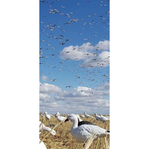 SX Full Body Snow Goose Decoy 10-Pack - Primary Image