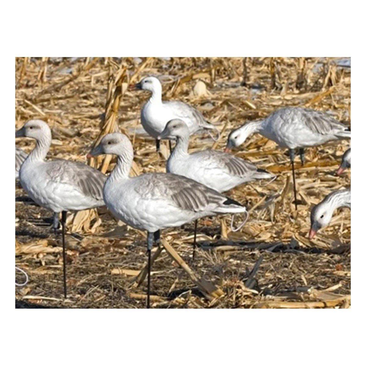 SX Decoys Full Body Juvie Snow Goose Decoys - SX Decoys