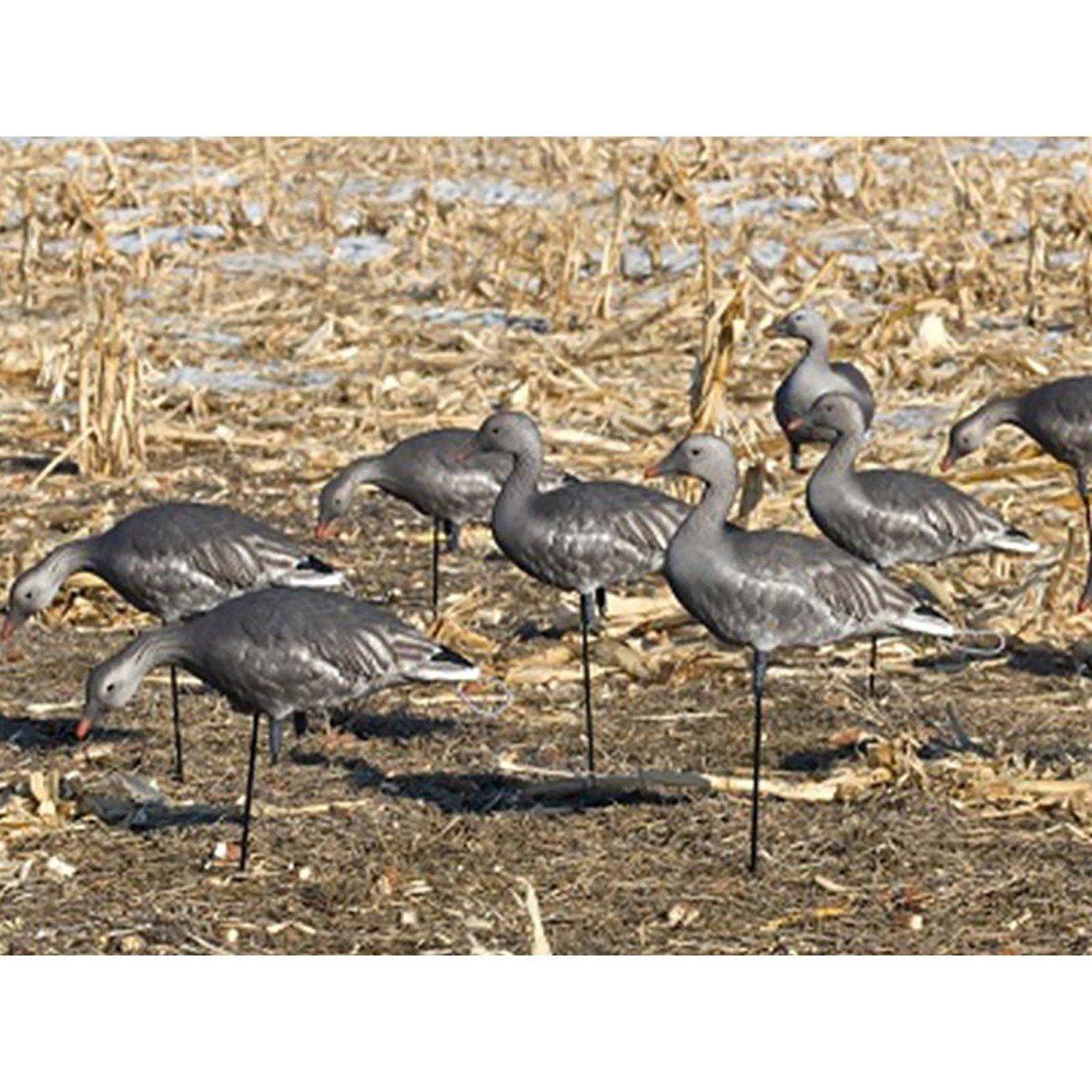 SX Full Body Juvie Blue Goose Decoys - SX Decoys