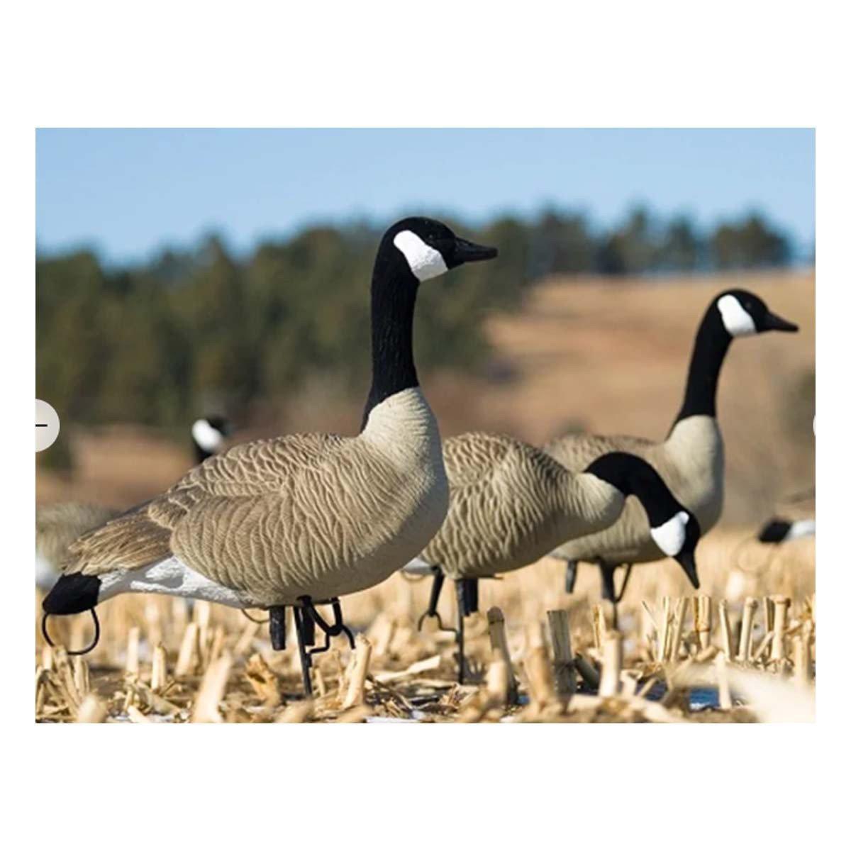 SX Full Size Canada Goose Decoy Pack - SX Decoys
