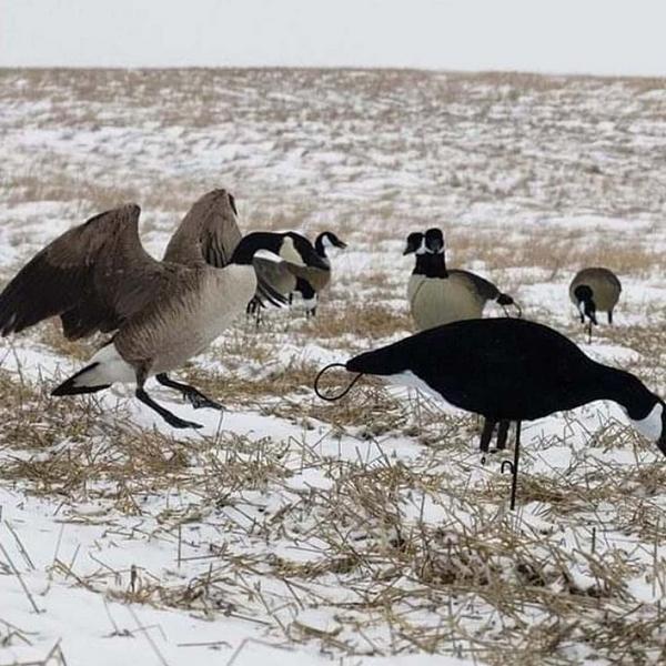 SX Lesser Combo Canada Goose Flocked Black Decoys 6 Pack