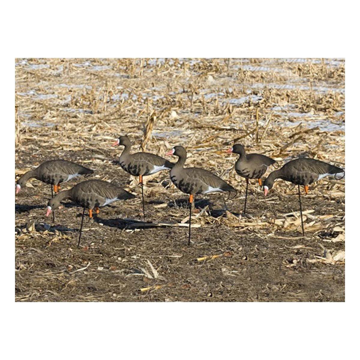 SX Decoys Full Body Specklebelly Flocked Goose Decoy 6-Pack - SX Decoys