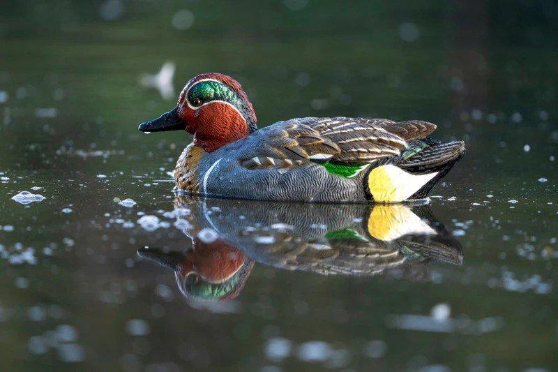 SX Green Winged Teal Duck Decoys - SX Decoys