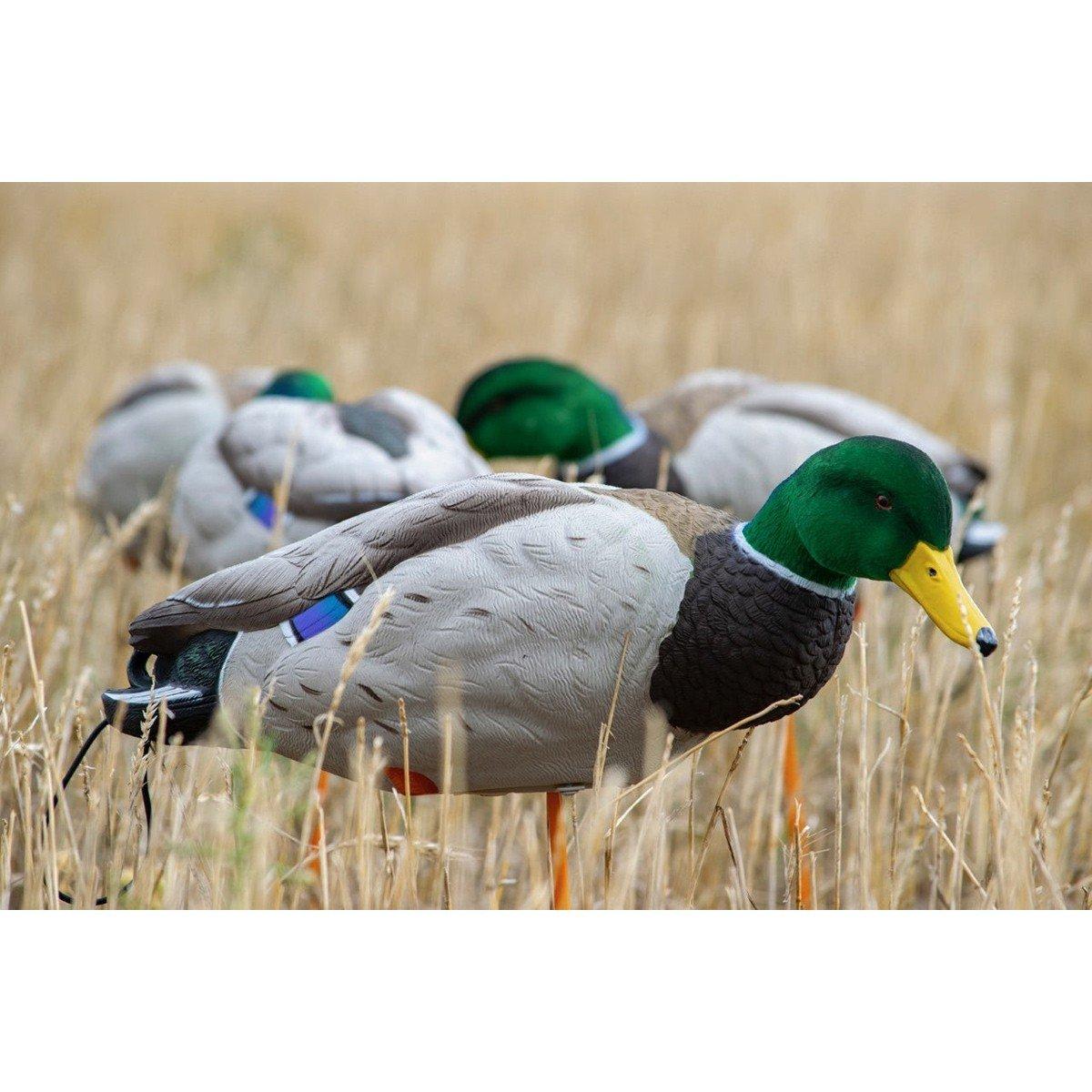 SX Full Body Mallard Flocked Head Decoys 6 Pack - SX Decoys