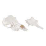 Illusion Outdoors Skull Master European Mount Single Kit - Thumbnail 6 of 6