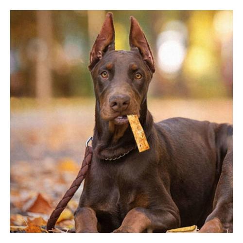 Nothin' To Hide Small Beef Roll Dog Chew - Primary Image