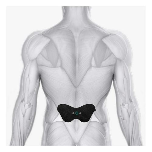 Chirp Halo Lower Back Pads - Primary Image