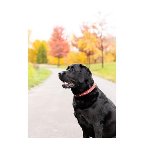 ROCT Outdoor Hornady 1949 Series Dog Collar - Primary Image